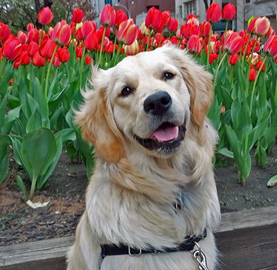 Penny the Golden Retriever